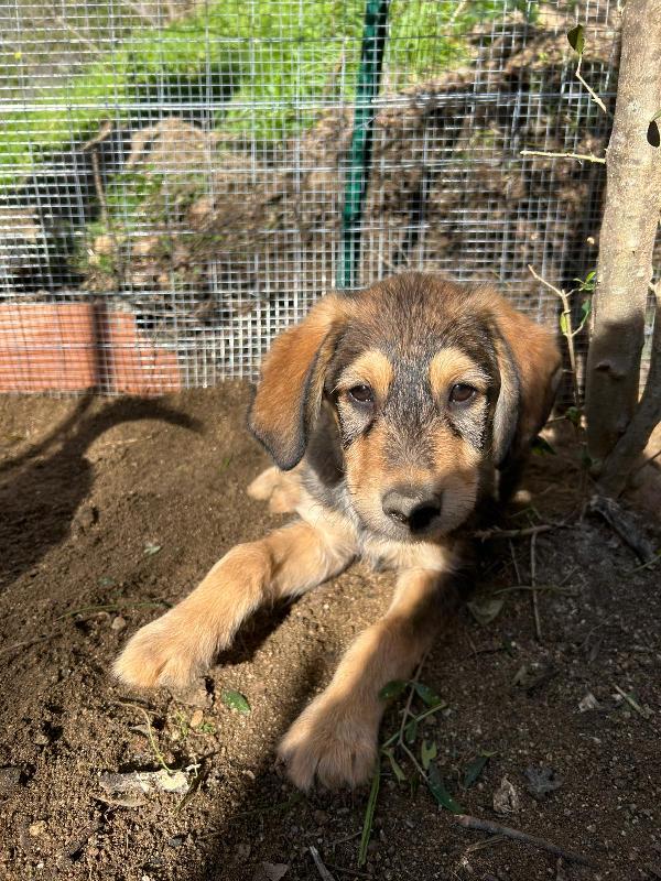 Toby Dolce Cucciolo Cerca Famiglia  Foto 2